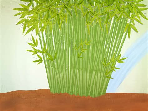 How to select and grow clumping bamboo .